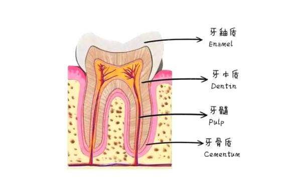 矫正过的牙齿真的能保持一辈子吗?