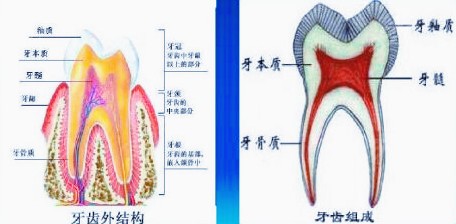 丽江德柏口腔医院牙齿的结构