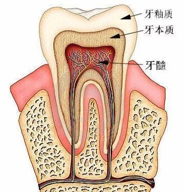 牙齿神经解剖图图片