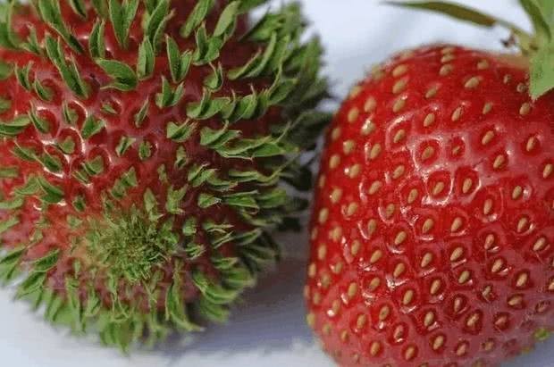 牙缝清洁到底有多重要 没想到草莓籽都能在里面发芽