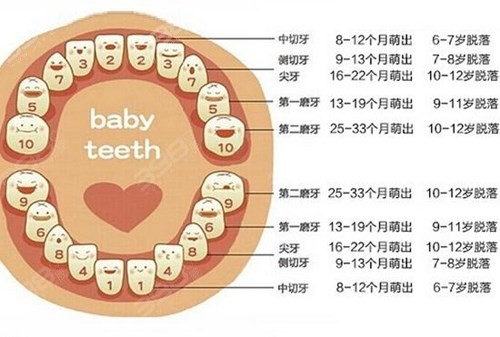 儿童换牙时间及顺序表