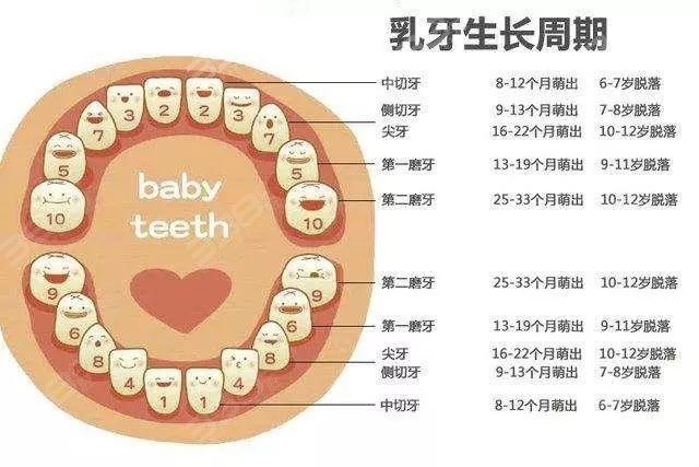 儿童牙齿生长周期