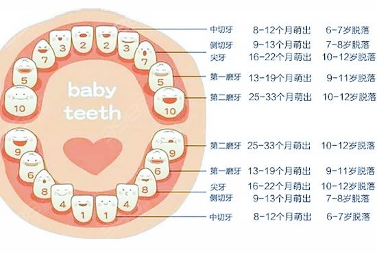 儿童换牙顺序图和对应年龄替牙期的口腔健康妈妈要重视