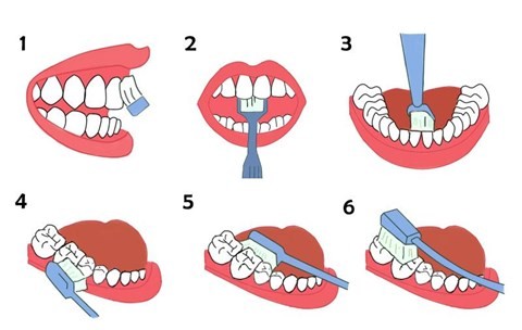正确的刷牙步骤你晓得吗？看巴氏刷牙法动图步骤学习一下
