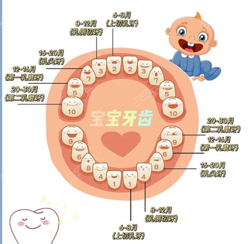 儿童牙齿的生长顺序图片