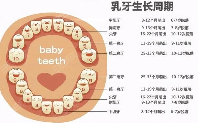 儿童换牙齿的年龄和顺序