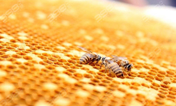 蜂房止疼法