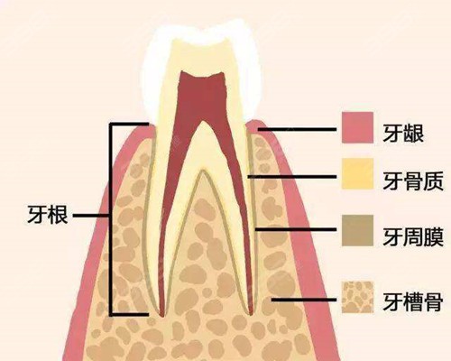 牙槽骨