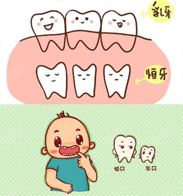 儿童牙齿生长顺序