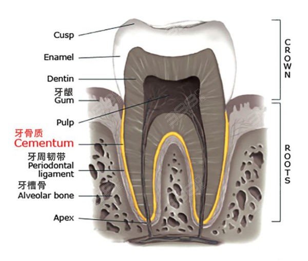 牙齿构造