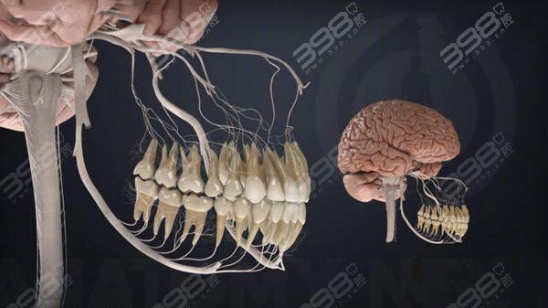 牙神经链接大脑