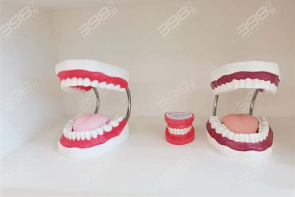 牙齿模型