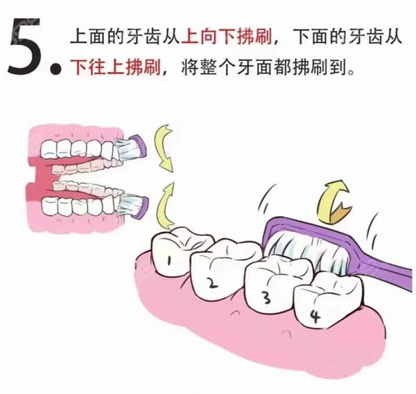 巴氏刷牙法图解5