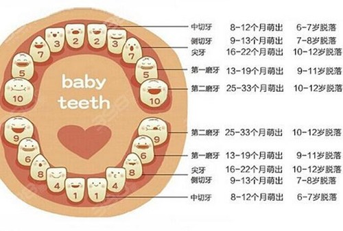 儿童脱牙的年龄顺序是啥？儿牙牙齿年龄对照表收好